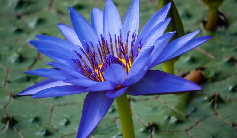 Blue Lotus Legalities Investigating Its Cultural Heritage and Contemporary Legal Implications