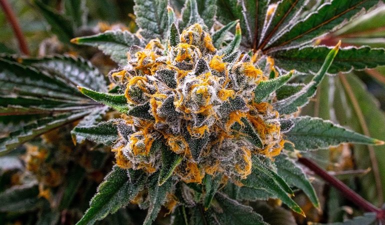 THCA Flower and Skin Health The Benefits of Cannabinoids in Skincare